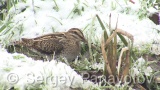 Video of Common Snipe - Eating Common Snipe in the mud lake